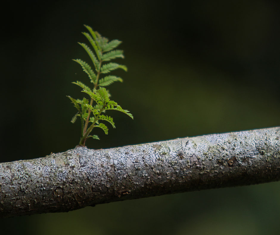 The Meaning Of Renewal Dr Joel Beeke