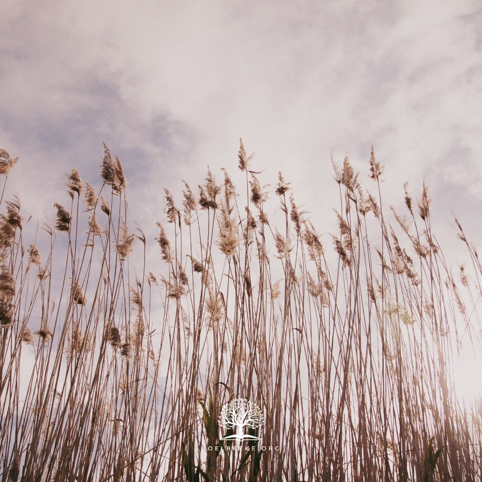 Featured image for “Richard Sibbes: Sweet Mercy and Bruised Reeds”